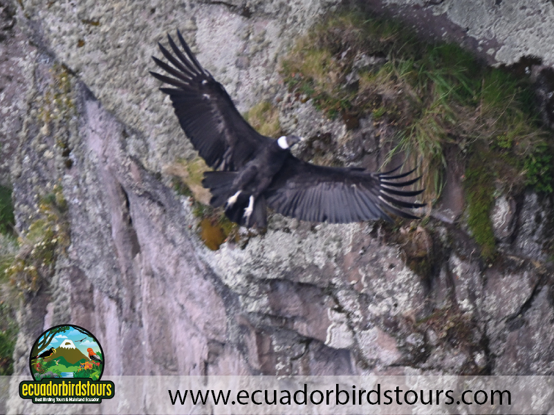 Antisana Condor Reserve Andean Condor Female 2 by Ecuador Birds Tours