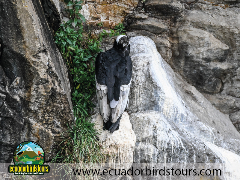 Antisana Condor Reserve Andean Condor Male by Ecuador Birds Tours