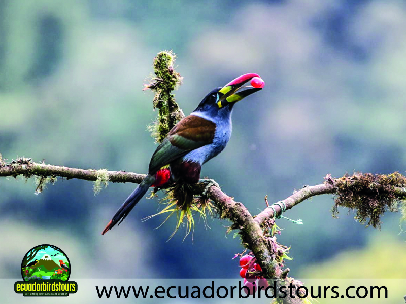 Guango Tour by Birdwatching Tours in Ecuador 11