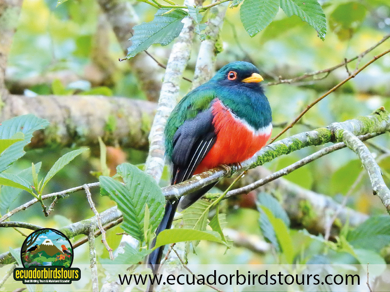 Guango Tour by Birdwatching Tours in Ecuador 12