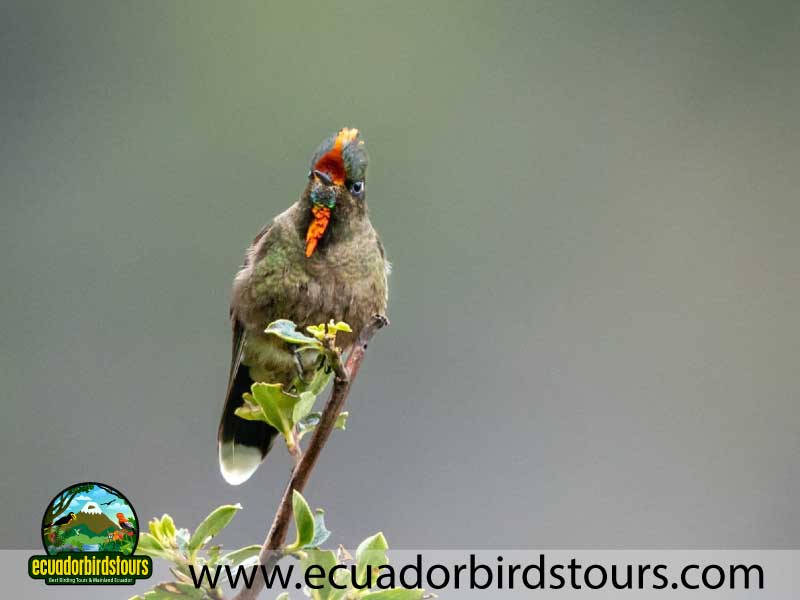 Guango Tour by Birdwatching Tours in Ecuador 24