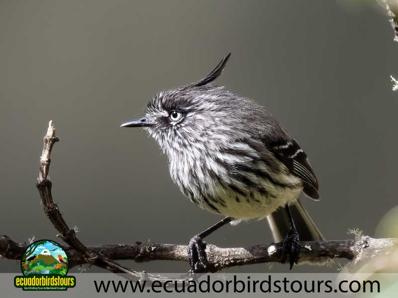 Guango Tour by Birdwatching Tours in Ecuador 26