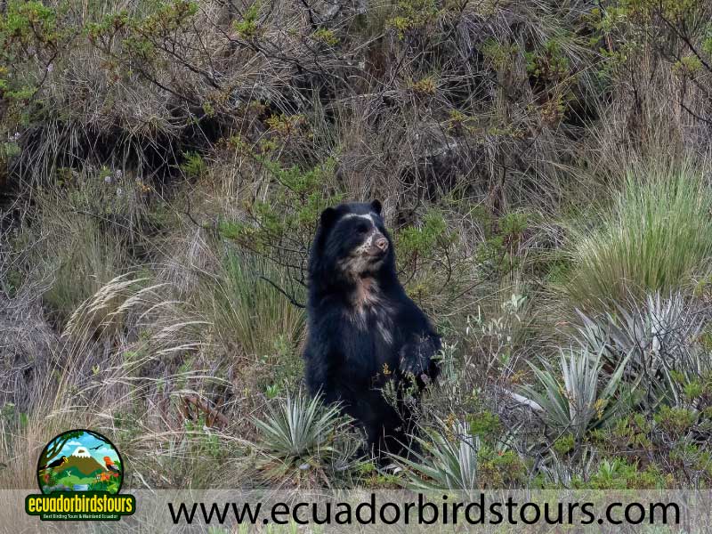 Guango Tour by Birdwatching Tours in Ecuador 6