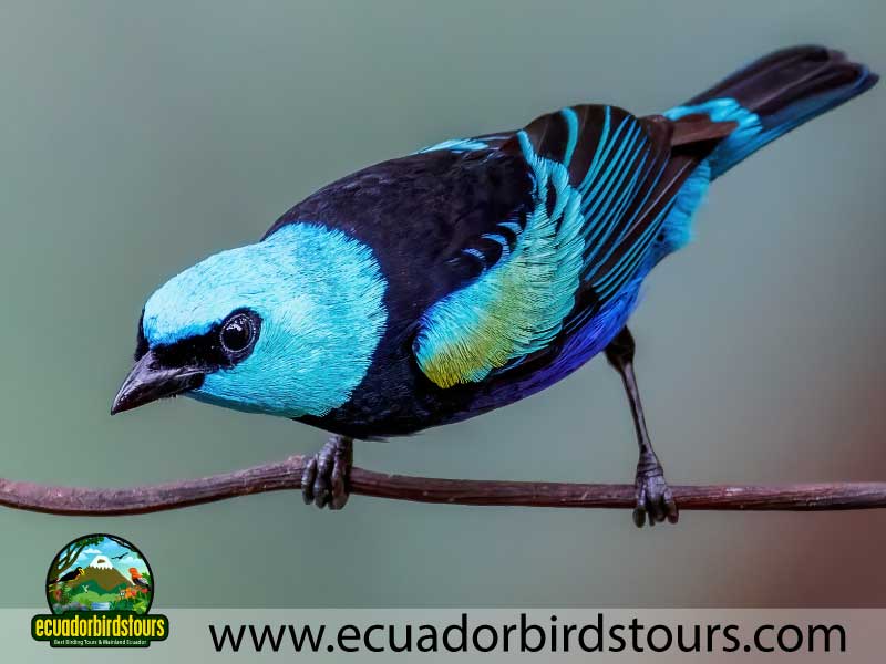 Mashpi Amagusa Birding tour by Birding Photography Tours in Ecuador 10