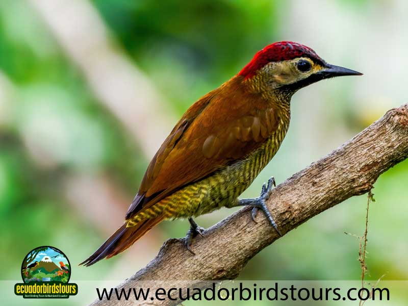 Mashpi Amagusa Birding tour by Birding Photography Tours in Ecuador 11