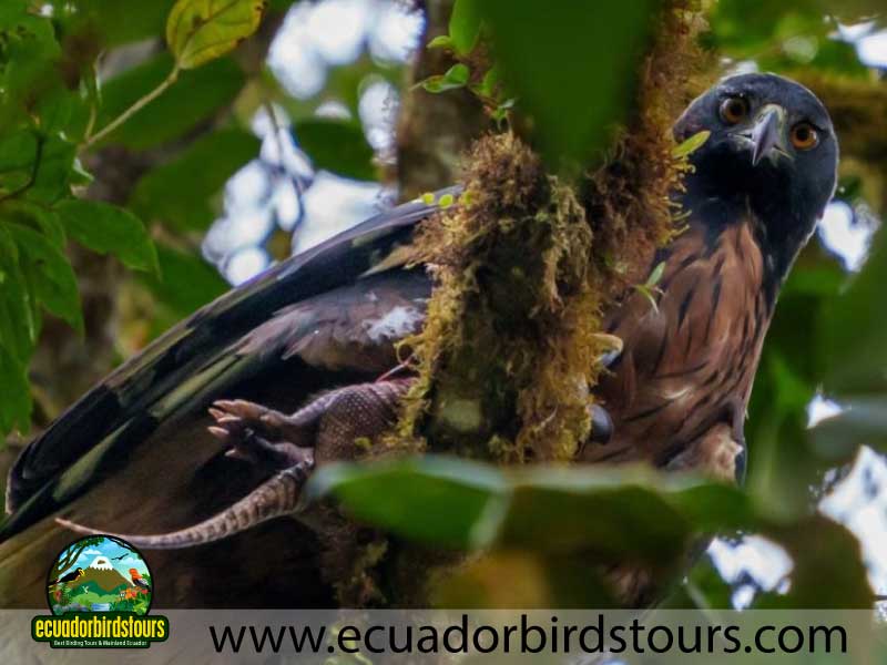 Mashpi Amagusa Birding tour by Birding Photography Tours in Ecuador 13