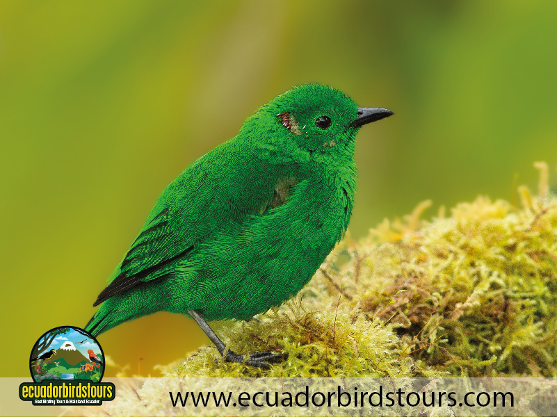Mashpi Amagusa Birding tour by Birding Photography Tours in Ecuador 17