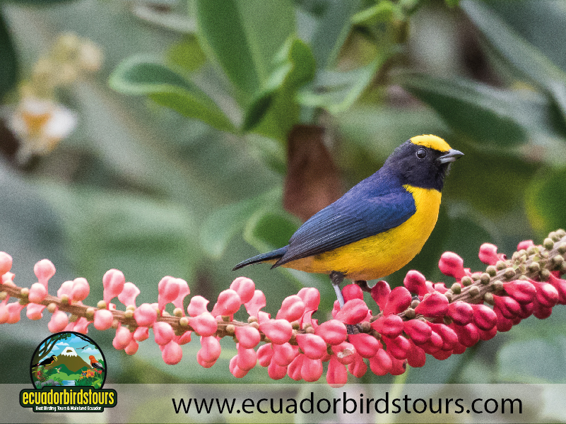 Mashpi Amagusa Birding tour by Birding Photography Tours in Ecuador 4