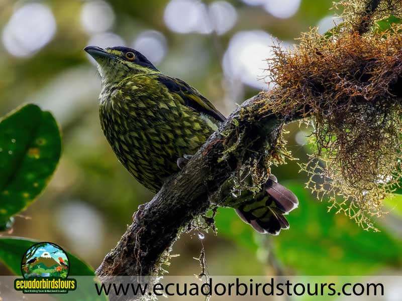 Mashpi Amagusa Birding tour by Birding Photography Tours in Ecuador 9