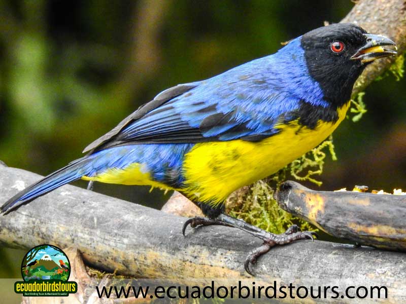 Yanacocha Full Day by Ecuador Birds Tours 1