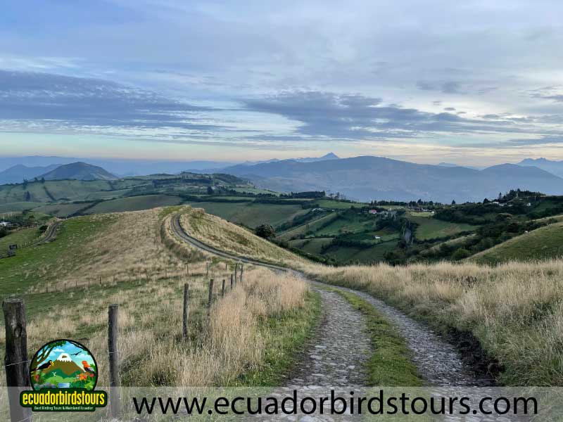 Yanacocha Full Day by Ecuador Birds Tours 15