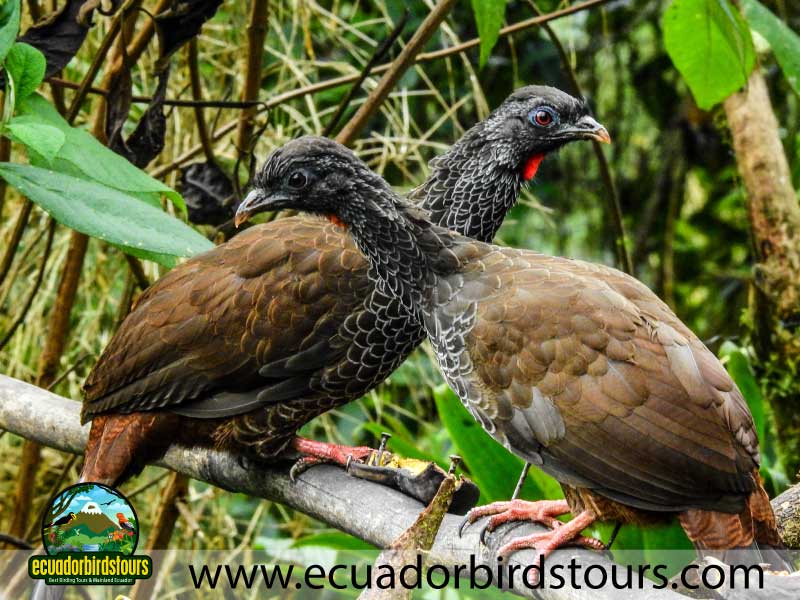 Yanacocha Full Day by Ecuador Birds Tours 2