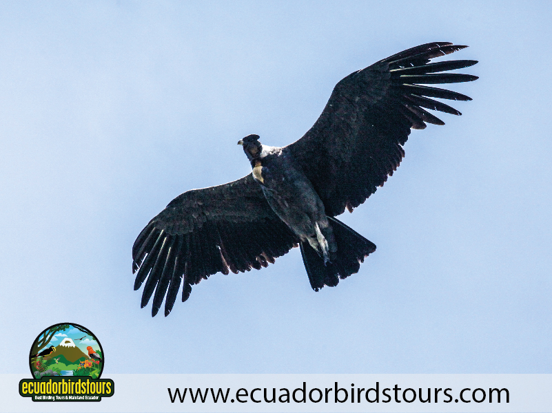 12 Days Birding Photography Tour in Ecuador Andean Condor by Ecuador Birds Tours
