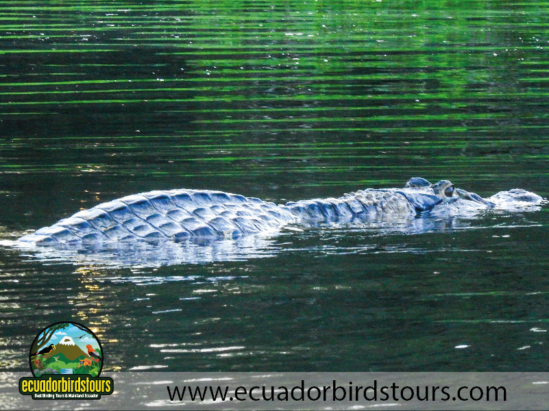 12 Days Birding Photography Tour in Ecuador Black Caiman by Ecuador Birds Tours