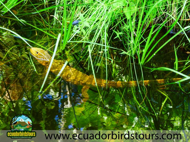 12 Days Birding Photography Tour in Ecuador Caiman Lizard by Ecuador Birds Tours