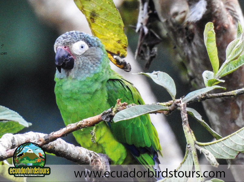 12 Days Birding Photography Tour in Ecuador Dusky Headed Parakeet by Ecuador Birds Tours