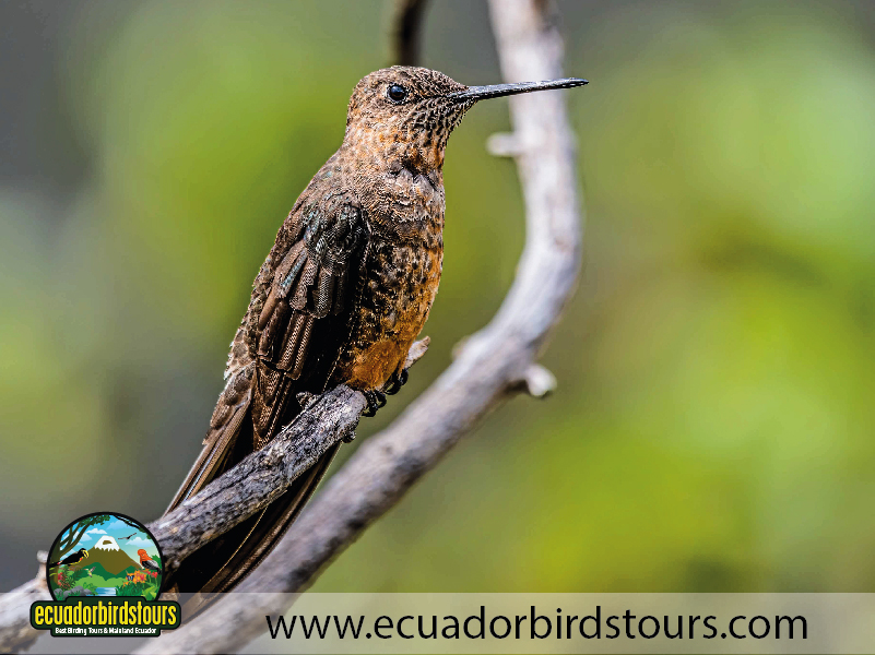 12 Days Birding Photography Tour in Ecuador Giant Hummingbird by Ecuador Birds Tours