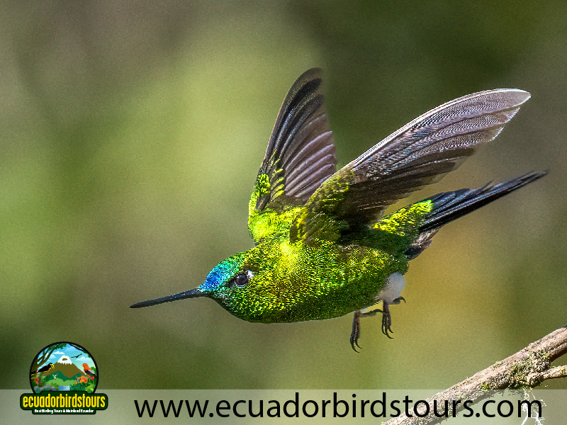 12 Days Birding Photography Tour in Ecuador Golden Breasted Puffleg by Ecuador Birds Tours
