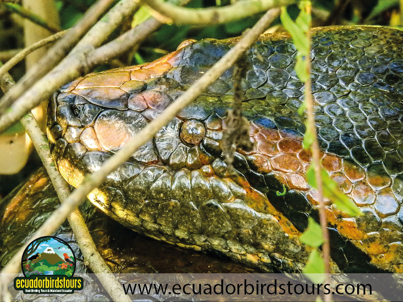 12 Days Birding Photography Tour in Ecuador Green Anaconda by Ecuador Birds Tours