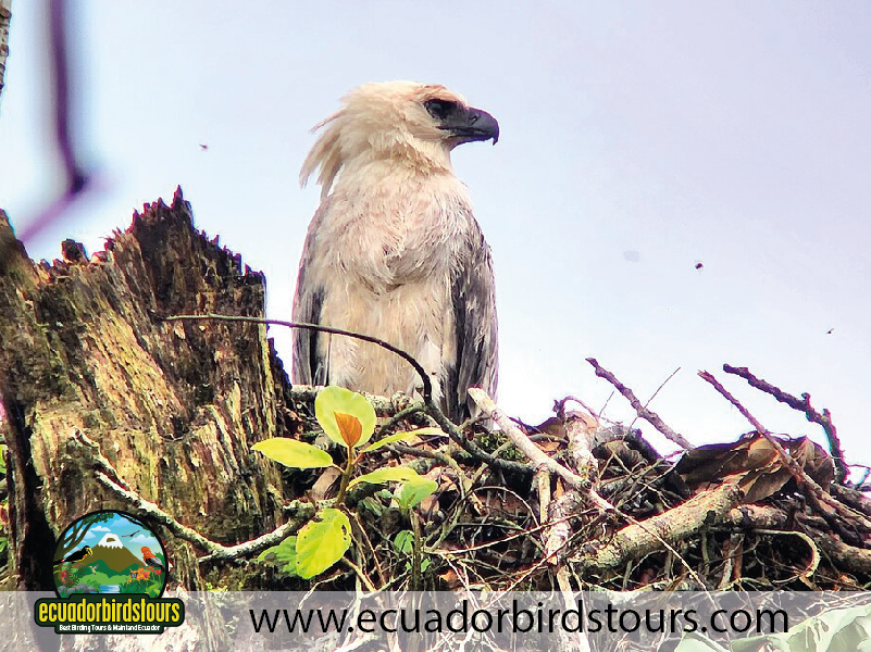 12 Days Birding Photography Tour in Ecuador Harpy Eagle by Ecuador Birds Tours