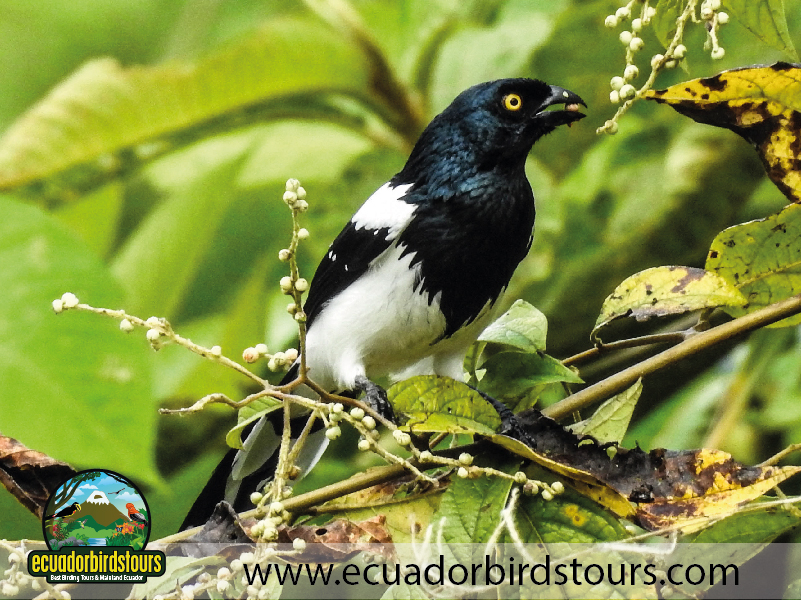 12 Days Birding Photography Tour in Ecuador Magpie by Ecuador Birds Tours