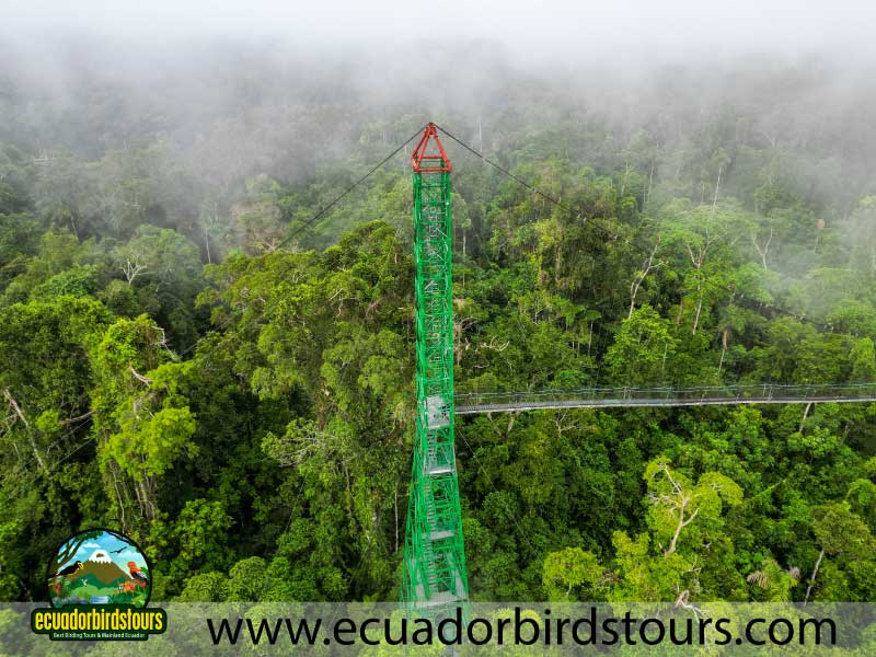 12 Days Birding Photography Tour in Ecuador Sacha Lodge by Ecuador Birds Tours