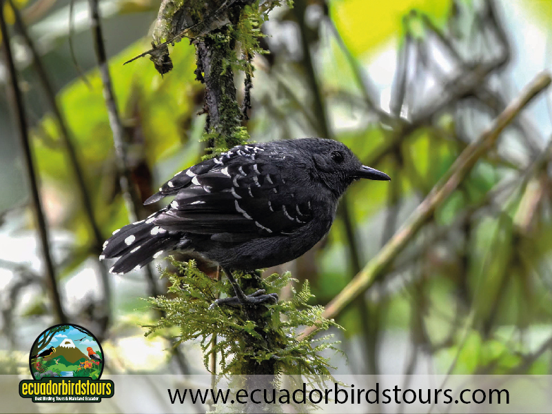 12 Days Birding Photography Tour in Ecuador Wild Sumaco by Ecuador Birds Tours