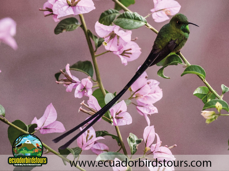 12 Days Birding Photography Tour in Ecuador Black tailed Trainbearer by Ecuador Birds Tours