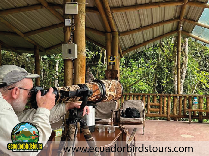 12 Days Birding Photography Tour in Ecuador by Ecuador Birds Tours