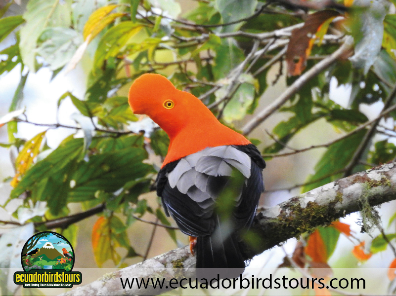 15 Days Birding in Ecuador Andean Cock of the Rock in Quijos Reserve