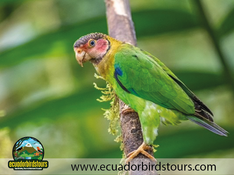 15 Days Birding in Ecuador Rose faced Parrot in Amagusa Reserve
