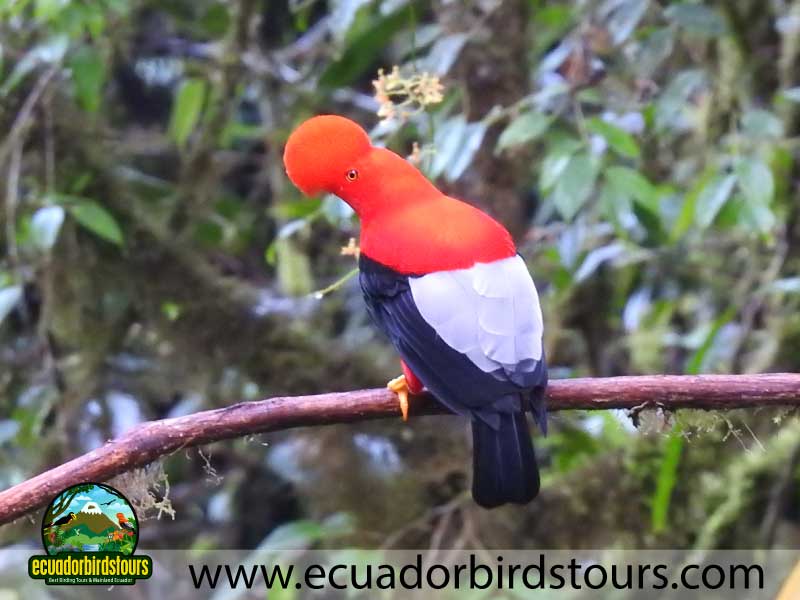 15 Days Birding in Ecuador Andean Cock of the Rock in Angel Paz Reserve
