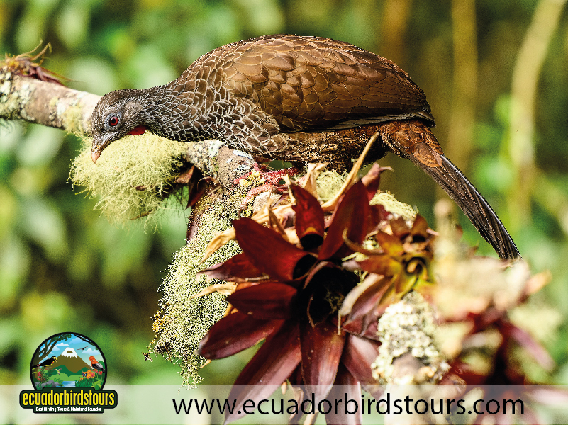 15 Days Birding in Ecuador Andean Guan Yanacocha Reserve