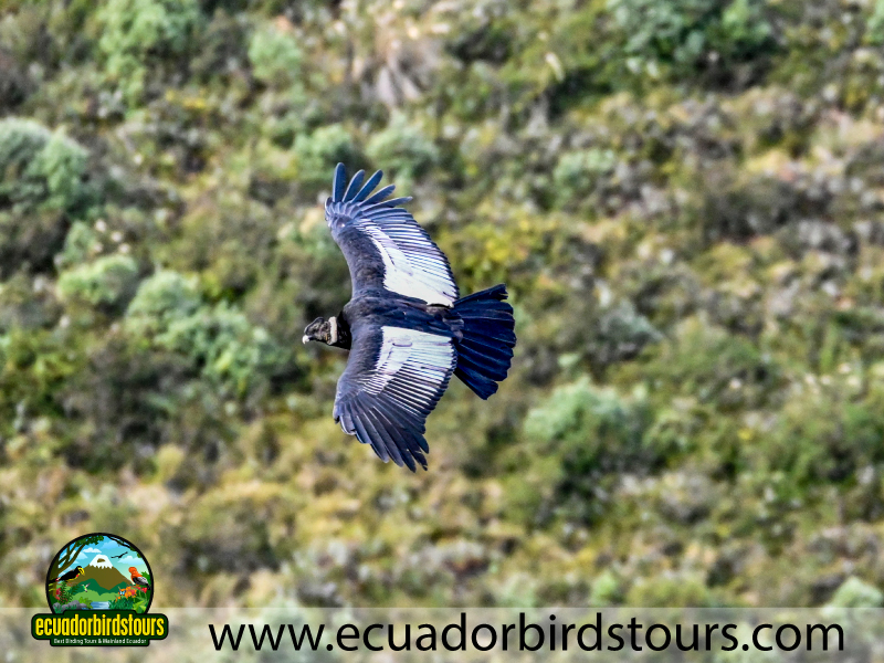 15 Days Birding in Ecuador Antisana Condor in Antisana Condor Observatory
