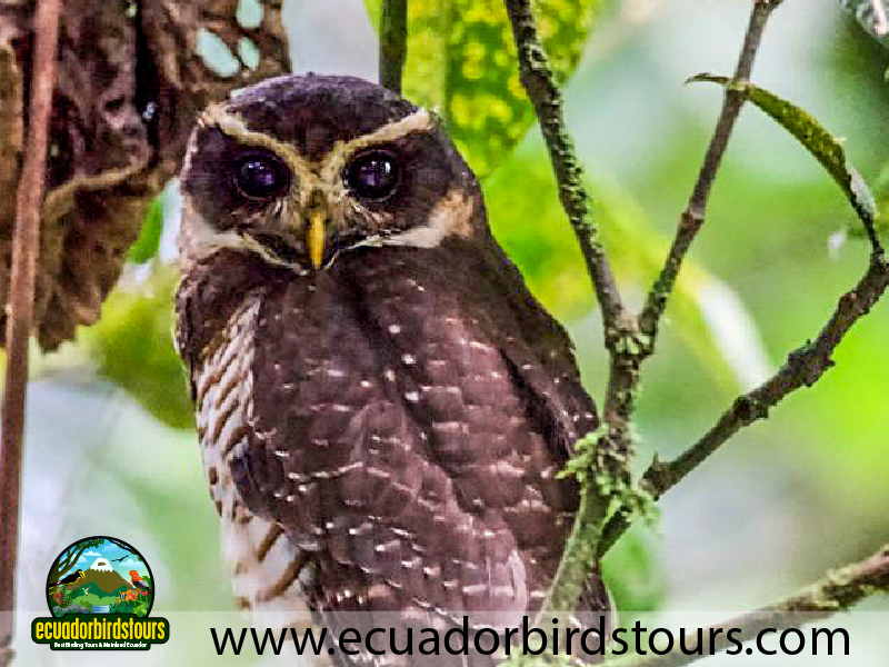 15 Days Birding in Ecuador Banded Bellied Owl in Wild Sumaco Road