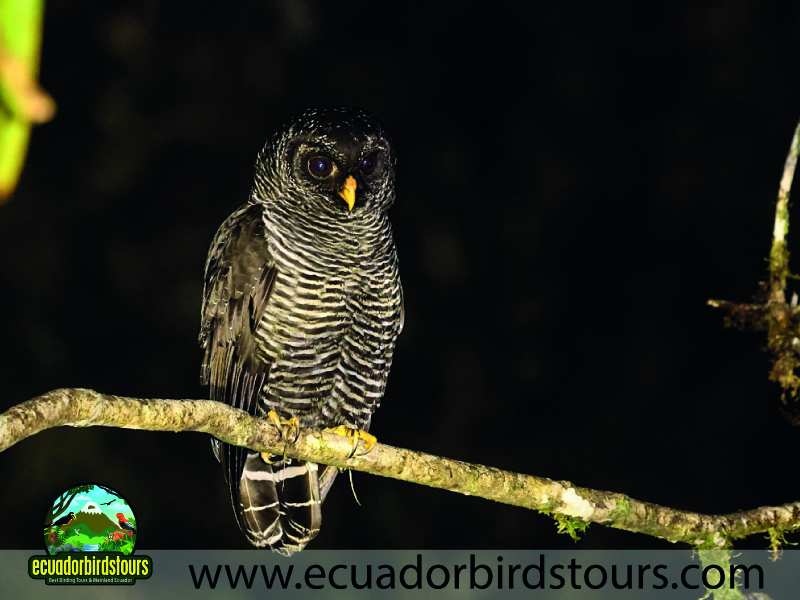 15 Days Birding in Ecuador Black banded Owl in San Isidro Lodge
