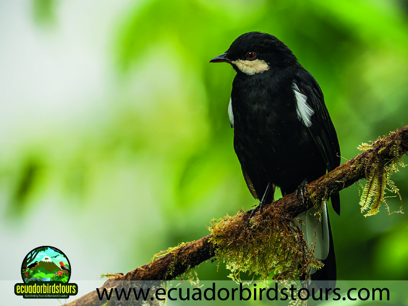 15 Days Birding in Ecuador Black Solitaire in Amagusa Reserve