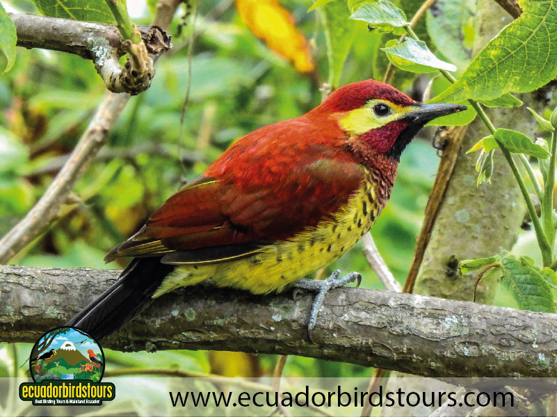 15 Days Birding in Ecuador Crimson mantled Woodpecker in Jimenita Birding Lodge