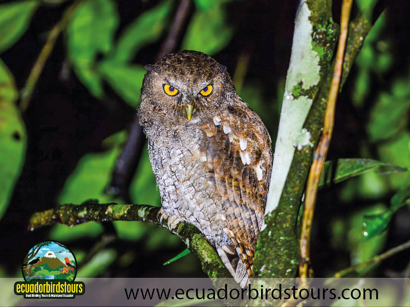 15 Days Birding in Ecuador Foothill Screetch Owl in Wild Sumaco Reserve