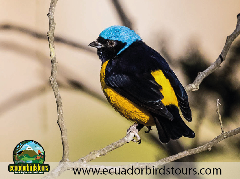 15 Days Birding in Ecuador Golden rumped Euphonia in Jimenita Birding Lodge