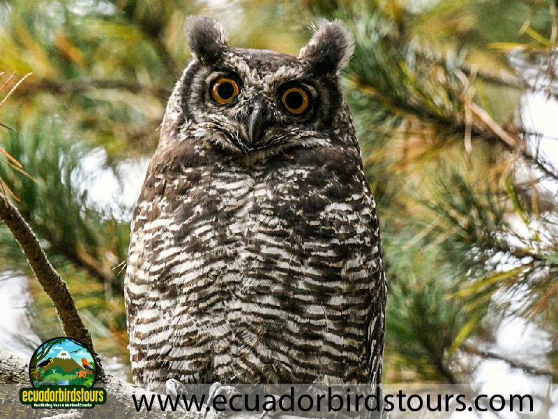 15 Days Birding in Ecuador Great Horned Owl in Antisana Condor Observatory