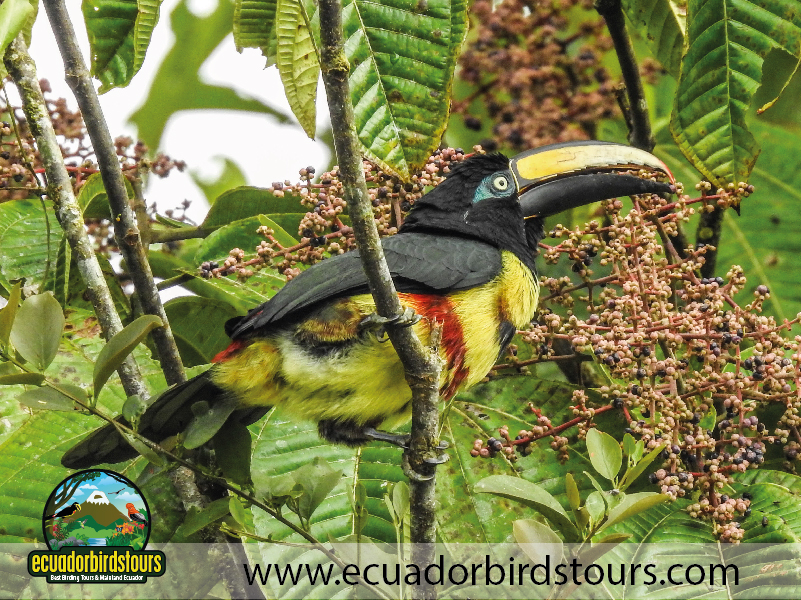 15 Days Birding in Ecuador Many banded Aracari in Wild Sumaco Road