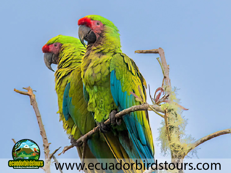 15 Days Birding in Ecuador Military Macaw in Wild Sumaco Road