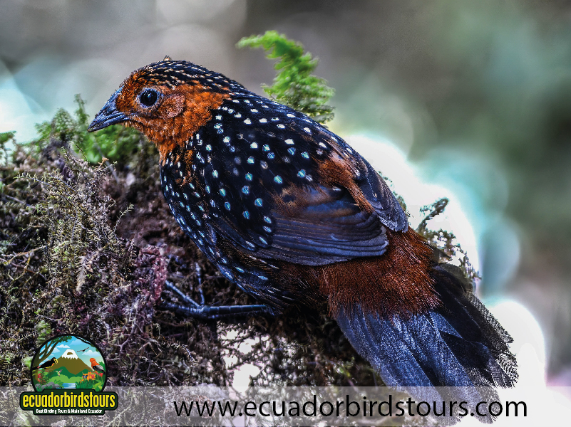 15 Days Birding in Ecuador Ocellated Tapaculo in Zuro Loma Reserve