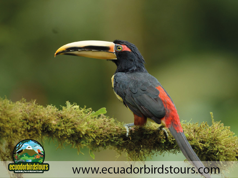 15 Days Birding in Ecuador Pale mandibled Aracari in Rio Silanche Reserve