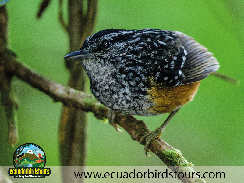 15 Days Birding in Ecuador Peruvian Warbling Antbird in Wild Sumaco Reserve