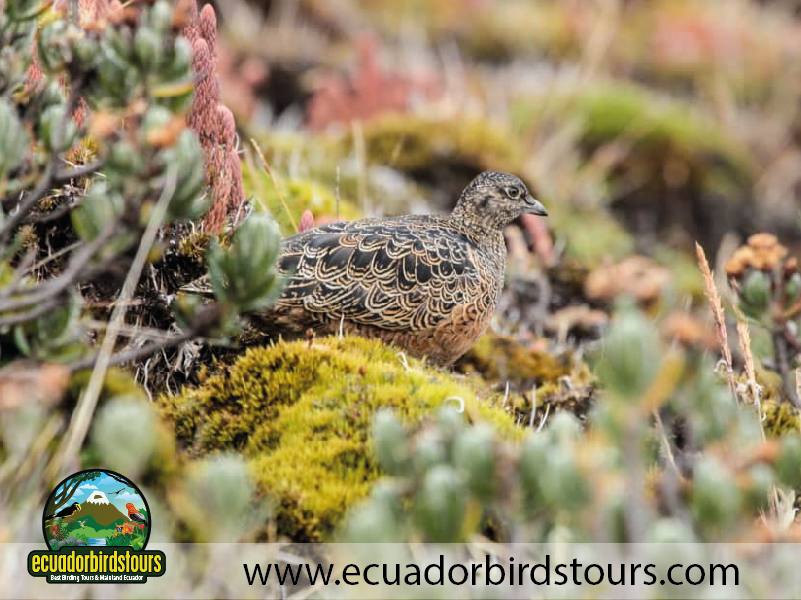 15 Days Birding in Ecuador Rufous bellied Seedsnipe in Papallacta Pass