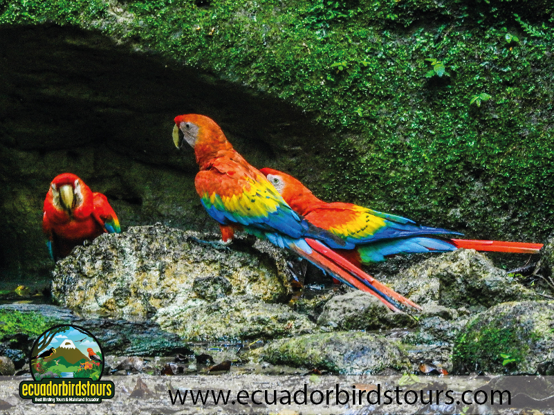15 Days Birding in Ecuador Scarlet Macaws in Napo Wildlife Parrot Clay Licks