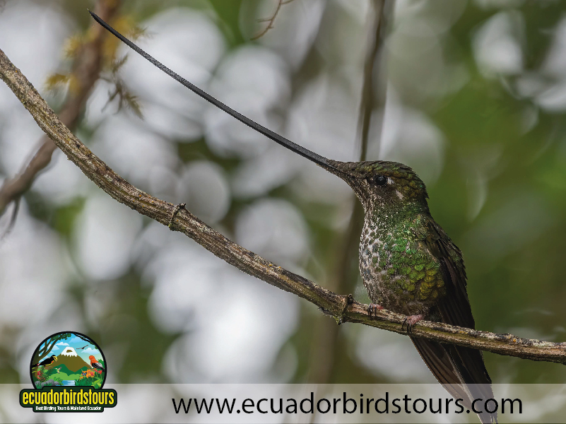 15 Days Birding in Ecuador Sword billed Hummingbird Zuro Loma Reserve