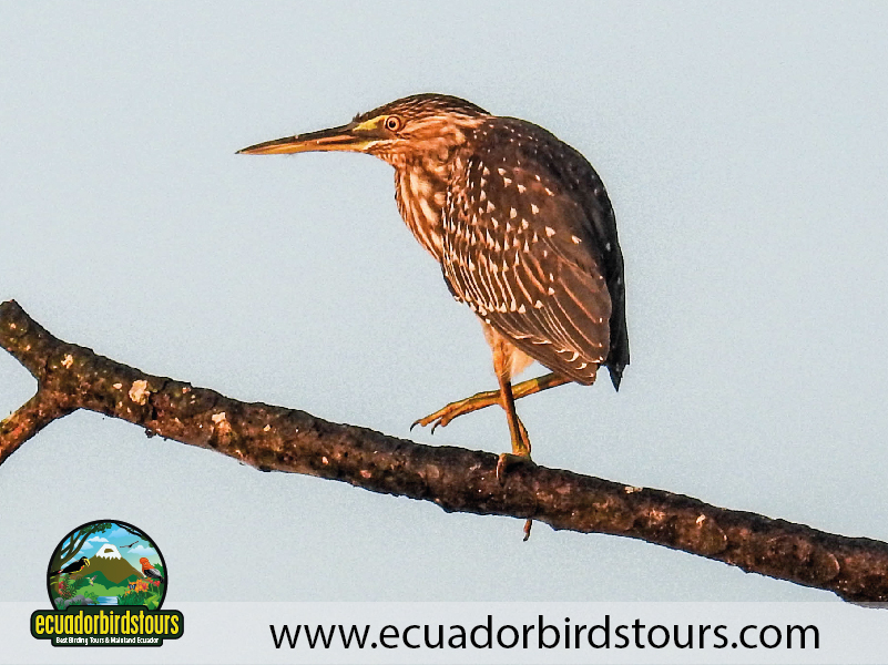 15 Days Birding in Ecuador Zig Zag Heron in Limoncocha Lagoon